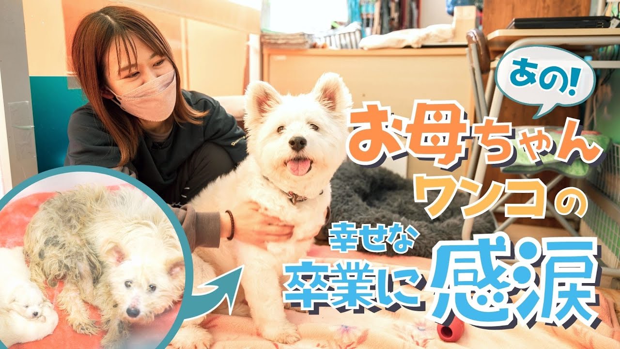 ボロボロに汚れた犬、その感動の物語り【ピースワンコ・ジャパン】
