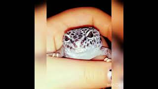 I need bearded dragon names