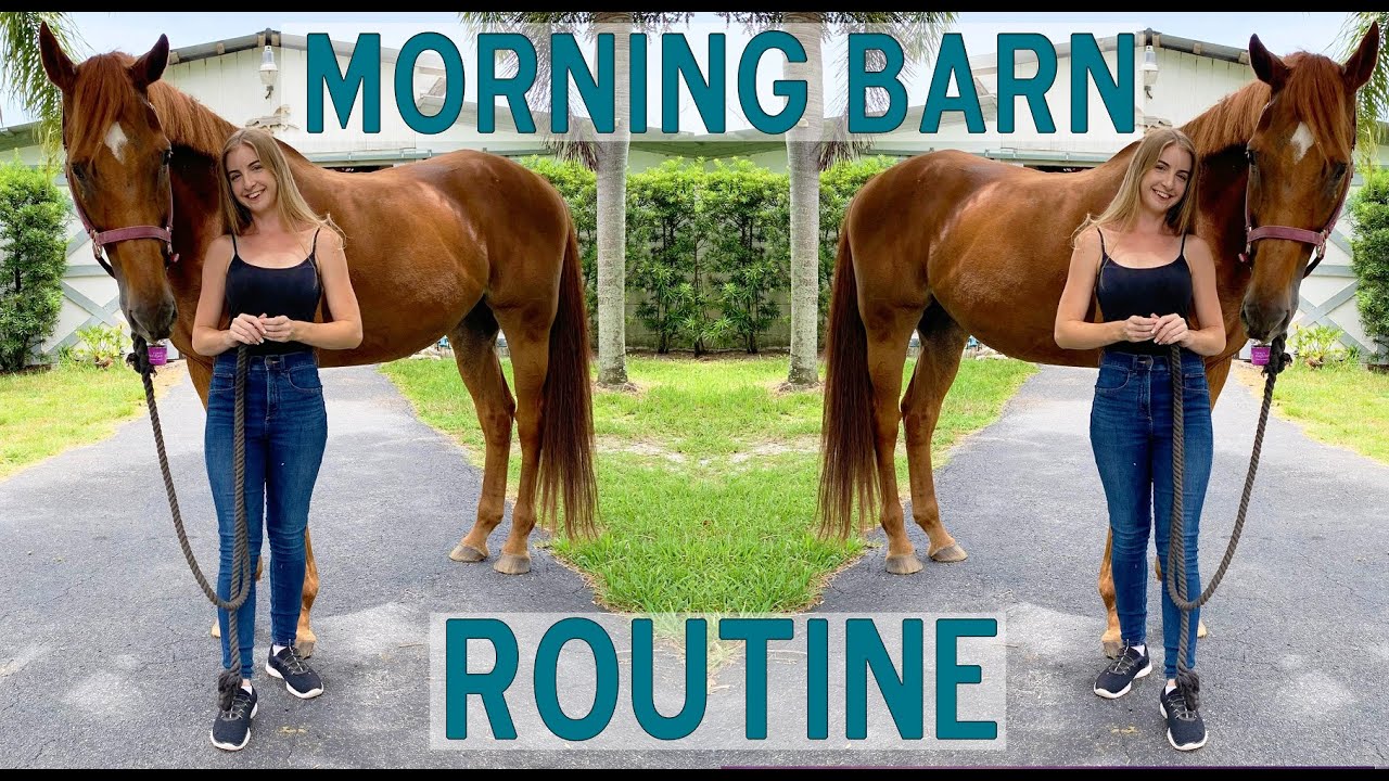 Morning Barn Routine!
