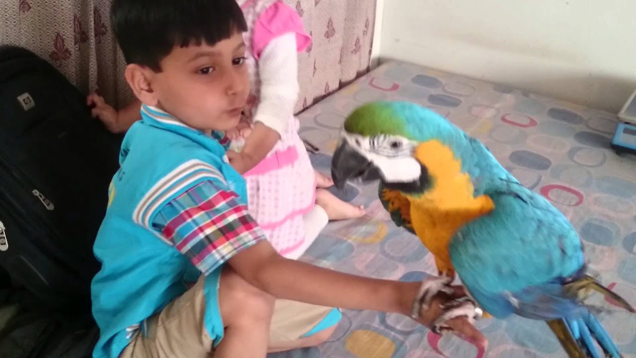 3N Birds My hand tame blue & gold macaw.