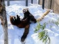 【レッサーパンダ】悪童エイタ新妻ギンを泣かす　Red Panda EITA & GIN at Maruyama Zoo