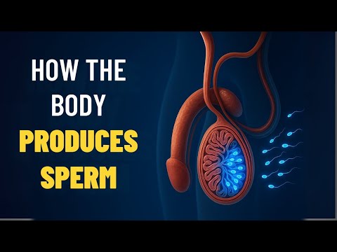 How The Male Body Produces Sperm Timeline Explained In 3D