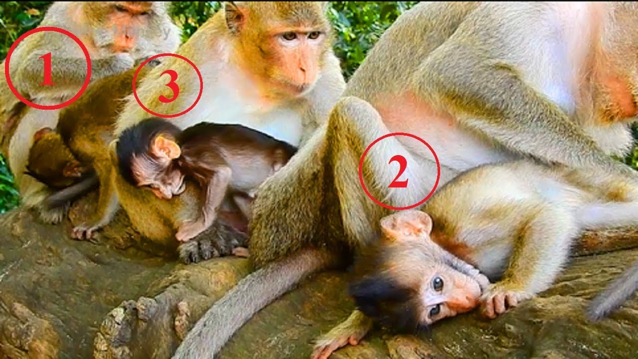 Em Hm! You All Forget Charles and All Little Baby Monkey!