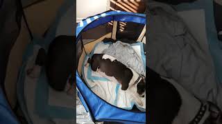 Roxy Our Redboy Eli Pit