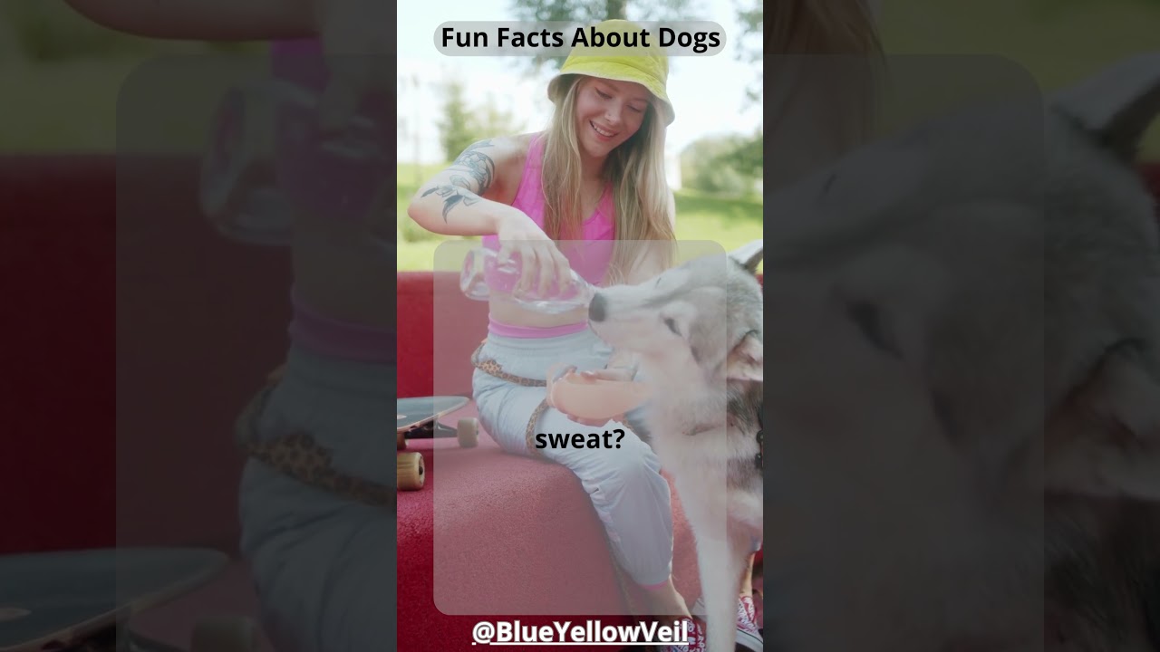 Hot Paws: Uncovering How Dogs Sweat!