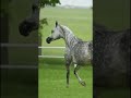 في مشيته كل العرب تنظر خطاه خيل shortvideo خيل_اصيل خيول_عربية_اصيلة خيل mp3