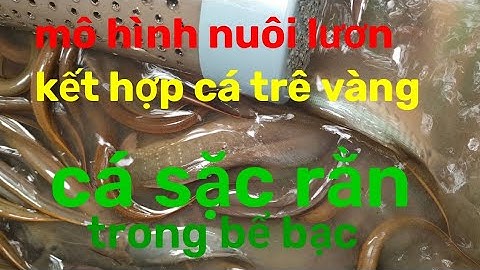mô hình nuôi thử nghiệm lươn+cá sặc rằn+cá trê vàng và kết quả rất khả quan