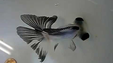 Cá vàng Trắng Đen - Thiên đường cá cảnh