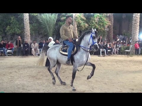 عداد المخاتيم وخالد غزال الحفلة الملكية دهشور 2023