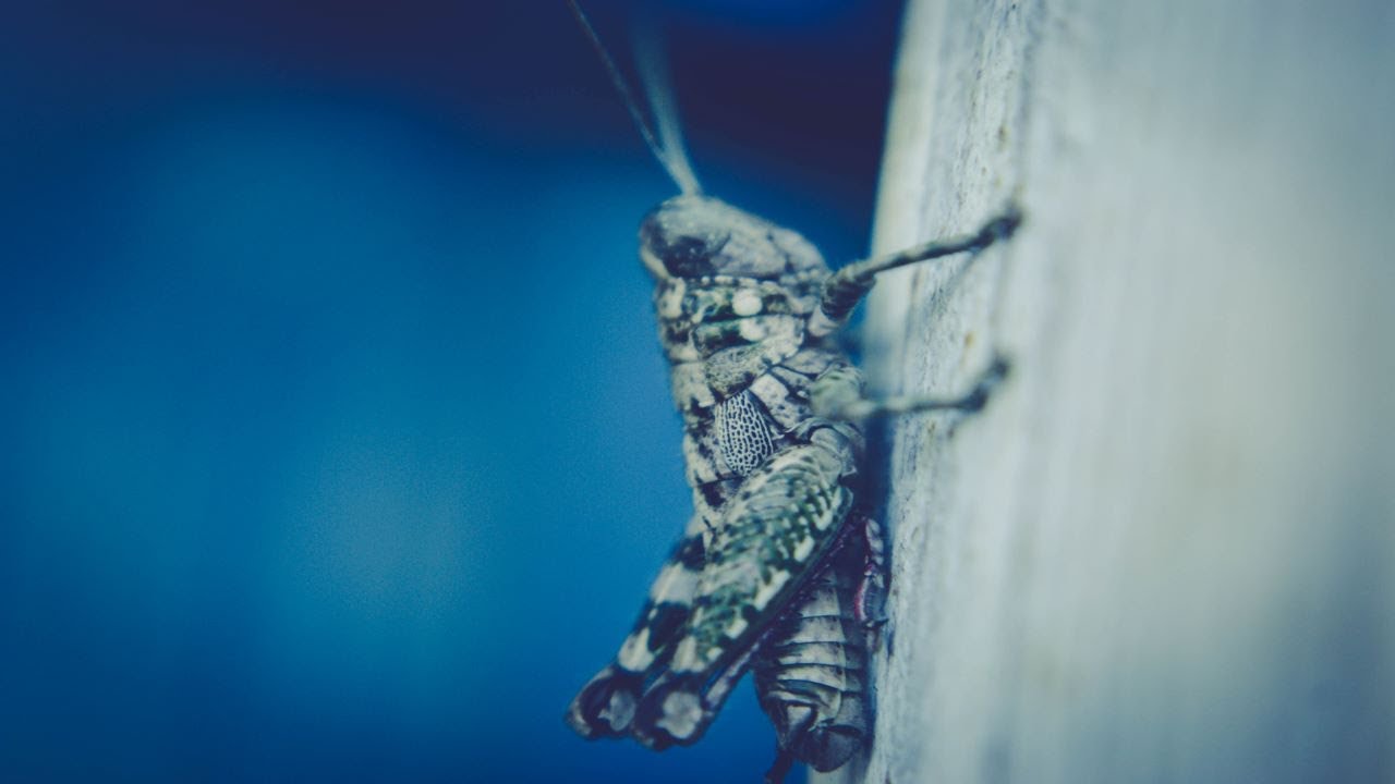 cricket sounds cricket sounds