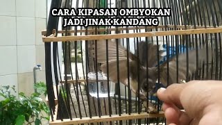 Tips for taming ombyokan fantail birds in cages