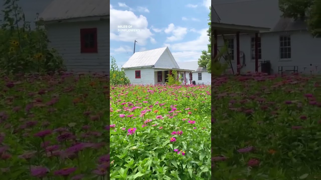 Louisiana Travel Ideas | Wildflowers | Historic Structures | Northern Louisiana | Oak Trees