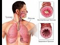 Слюна с Кровью