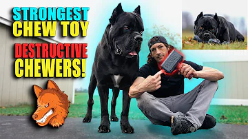 STRONGEST Cane Corso Chew Toy EVER MADE!