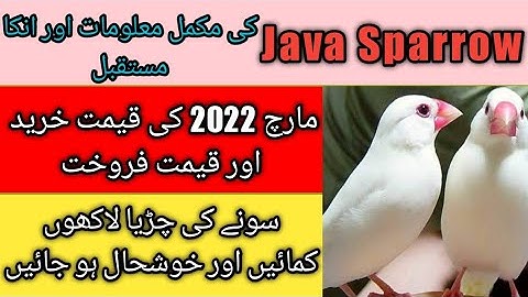 Java Birds Breeding Tips | Java Finch Colony Cage Setup & Seed Mix, Food | Mini Zoo 2022 | Urdu