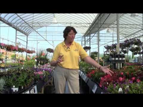 ვიდეო: წლიური ყვავილები: შეშფოთება მარტში