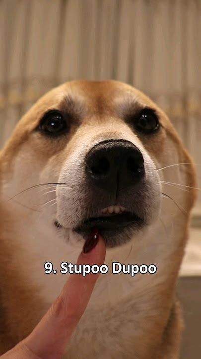 Top 10 Gooby Woobies (very scary) #dog #shiba
