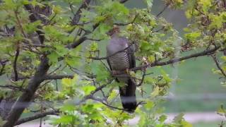 Coucou gris - Common Cuckoo
