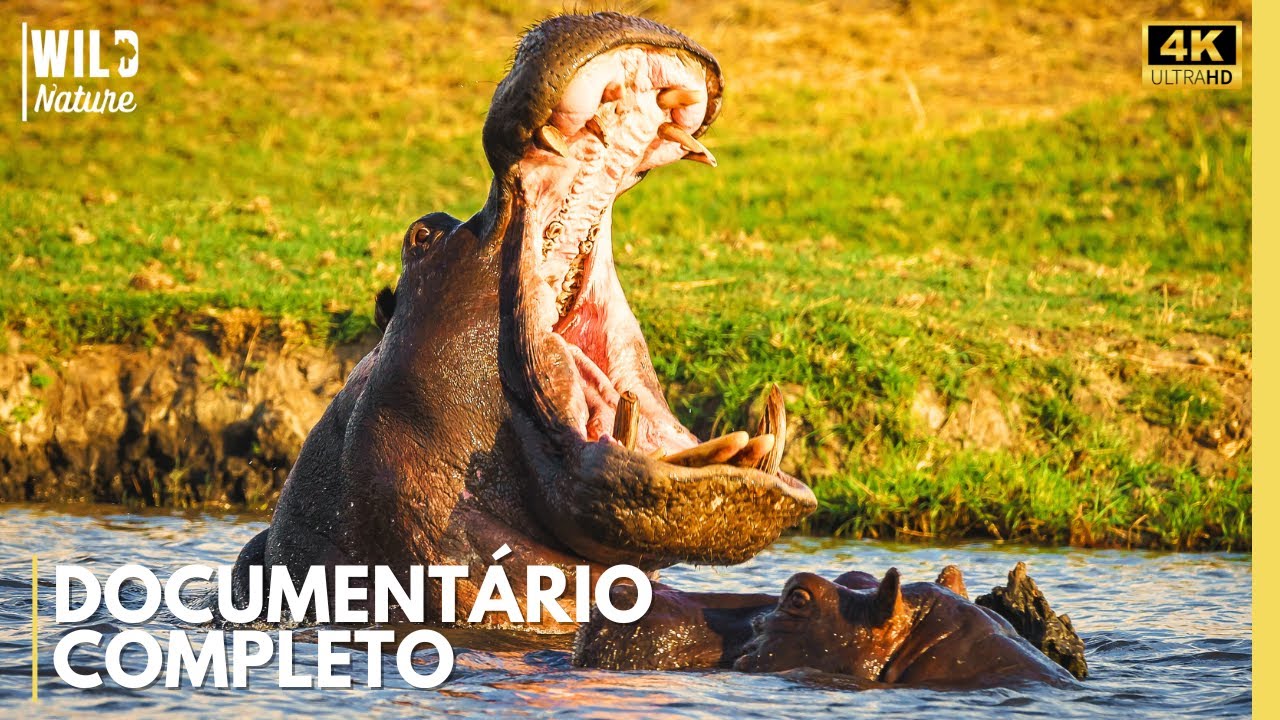 HIPOPÓTAMOS - O Monstro Silencioso que Mata Sem Avisar | Documentário Animal