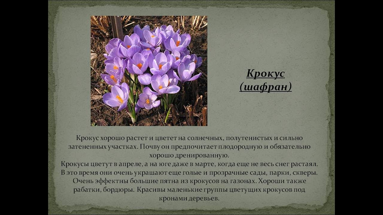 Это ужасно крокус. Крокус Шафран Крымский. Крокус Шафран цветок. Крокусы Шафран белые. Растения Крыма Крокус.