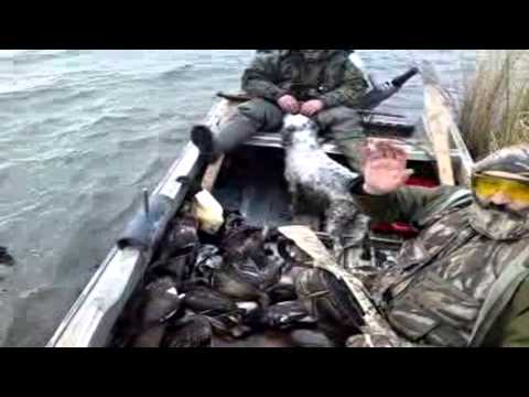 იხვზე ნადირობა