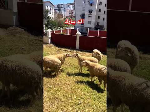 Thumbnail for أسعار كباش عيد الاضحى 2026 و الحدث الابرز الكباش،اسواق  المواشي في الجزائر اليوم، سعر خروف العيد