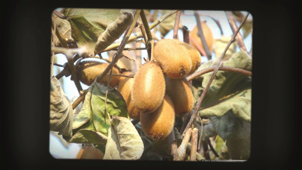Актинидия китайская - киви расти дома если климат позволяет . Actinidia ...