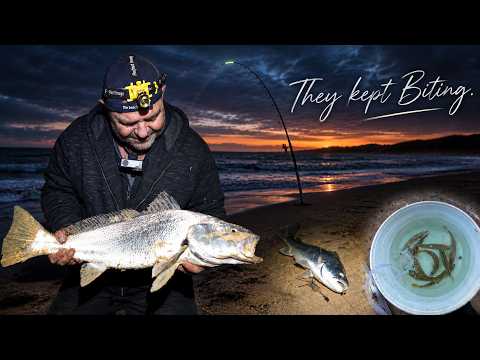 Mulloway Madness, They just kept biting