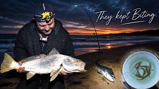 Mulloway Madness, They just kept biting