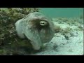 Octopus Camouflage