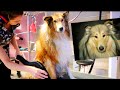 Lassie at the groomer - World famous heroic dog Collie Rough