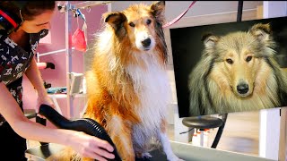 Lassie at the groomer - World famous heroic dog Collie Rough