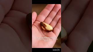 Did you know? Brazil nuts are the richest natural sources of selenium. Just one nut daily..
