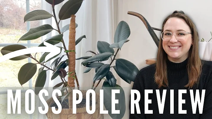 🌿Enhance Your Plant Growth with these Moss Poles for Climbing Plants |  Plant Support Stakes🌱