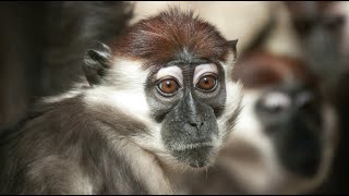 Red-capped mangabey—Powerful jaws help them bite into thick-skinned fruits or crack hard nut shells