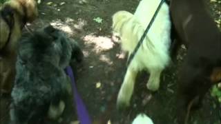 Omie, Ruby, Ryder, Stuart and Violet 2012-09-11