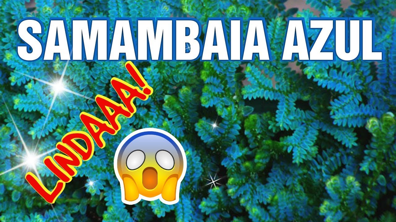 SAMAMBAIA AZUL - uma planta INCRÍVEL, medicinal e ornamental