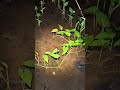 Snakehead Fish Heaven At Night The Fish Are Tame ЁЯШ ЁЯСЖ Fishing Fishing Chana Shorts Snakehead Fish Heaven At Night The Fish Are Tame ЁЯШ ЁЯСЖ Fishing Fishing Chana Shorts