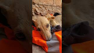 Every Bit Counts 🐶💕! No donation is too small. Help us feed & hydrate our rescue strays. 🙏