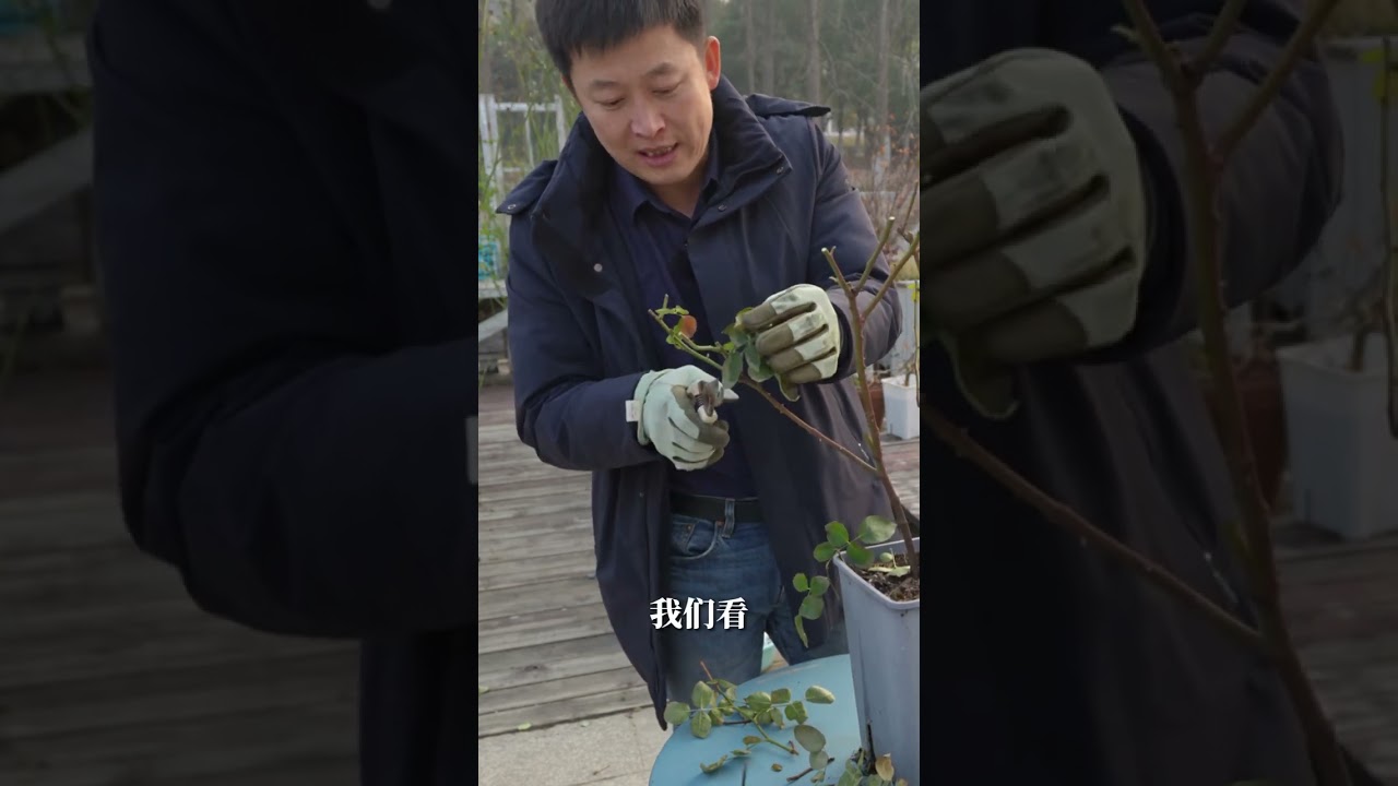 最不能乱来的品种，伊芙月季如何冬剪【天狼说月季】