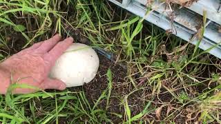 The biggest mushroom we have ever seen #shorts @DJHowTo