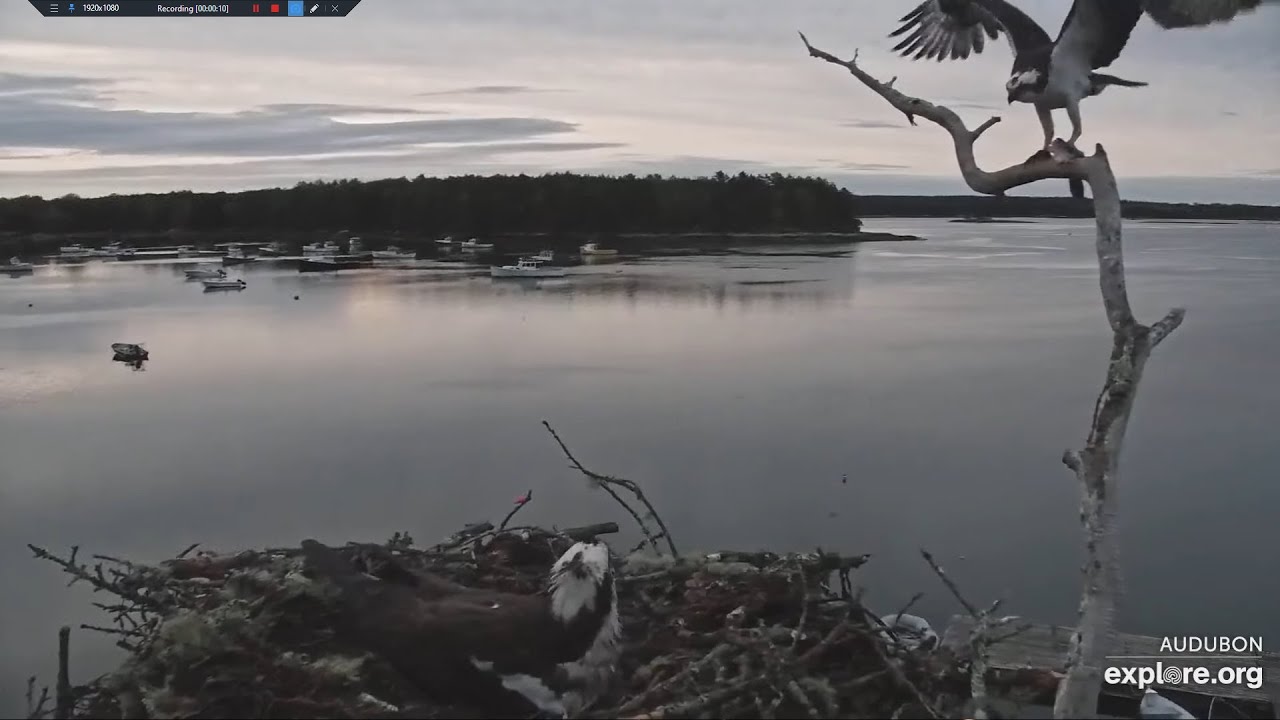 A Breakfish Flounder for Skiff and Dory Audubon Boathouse Nest