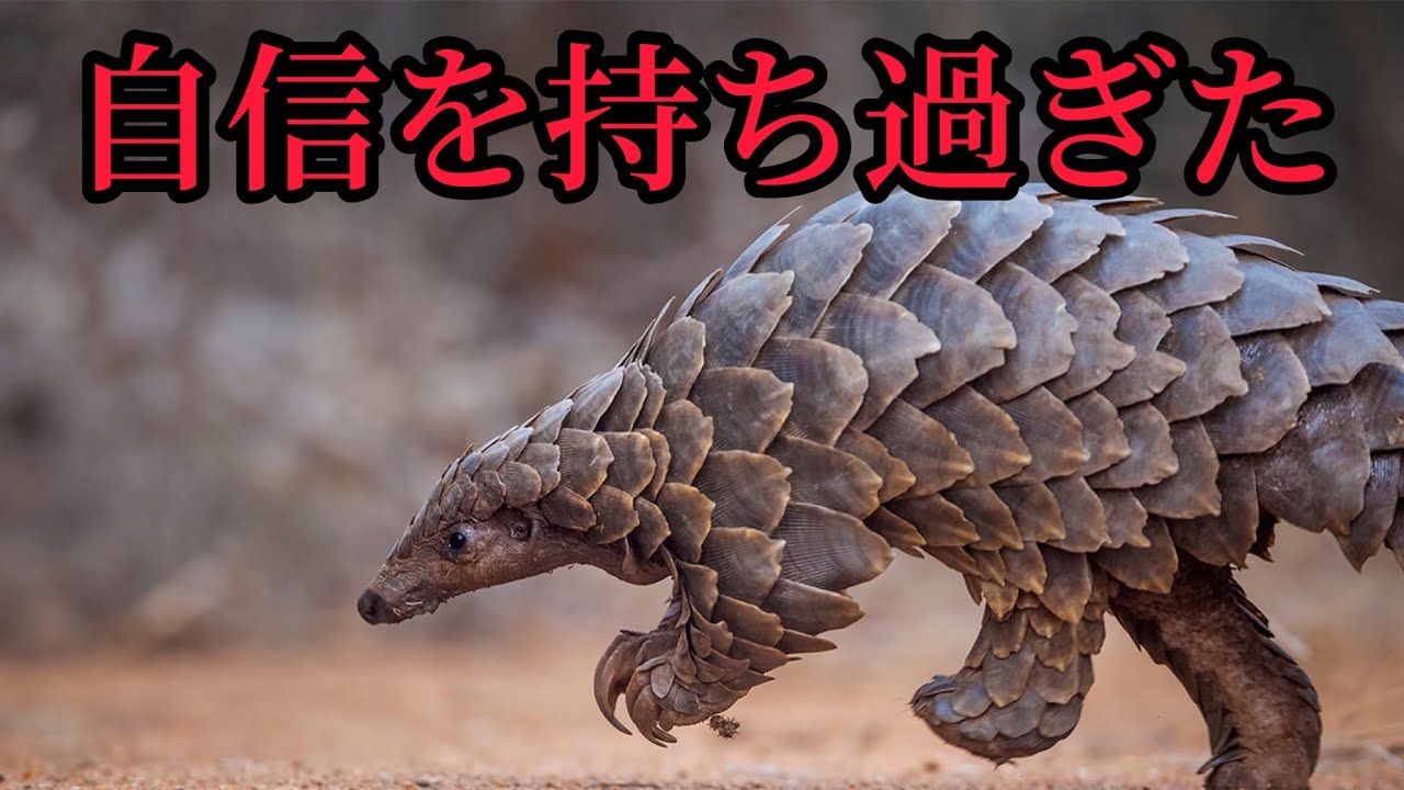 哺乳類界最強の防御力を持つセンザンコウの弱点が残念過ぎる - YouTube