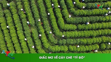 Giấc mơ về cây chè “tỷ đô”