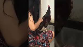 Cara Merawat Ayam Bekisar Yang Benar..! Biar Selalu Moncer Dan Juara