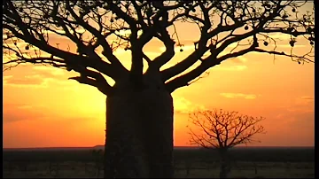 How did boab trees get to Australia?