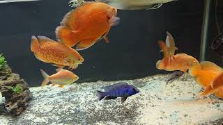 Chilli red oscar and Nemo Oscar tank. Nemo Oscar
