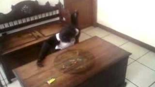 Labarador play with monkey