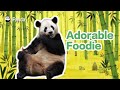 【The Giant Panda Story】Episode 52 Mu Ye, The Adorable Panda With The Chill Vibe | iPanda