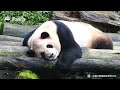 【The Giant Panda Story】Episode 52 Mu Ye, The Adorable Panda With The Chill Vibe | iPanda